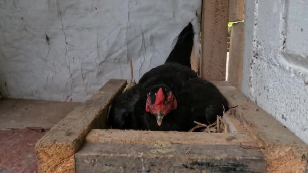 Καλλιέργεια Των Αυτόχθονων Κοτόπουλων Οποία Εξακολουθεί Γίνεται Παραδοσιακά Αφήνεται Ελεύθερος — Αρχείο Βίντεο