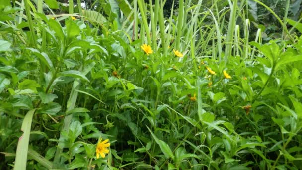Φυτό Βουτυρόκουπα Που Φυτρώνει Στους Ορυζώνες Έχει Κίτρινα Λουλούδια Μεγαλώνει — Αρχείο Βίντεο