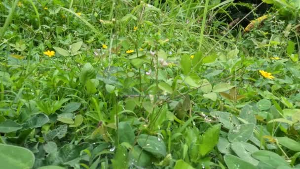 Creeping Buttercup Plant Grows Rice Fields Has Yellow Flowers Grows — Stock Video