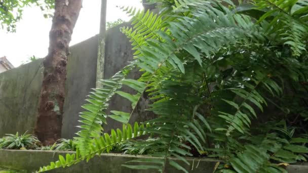 Fern Plant Green Leaves Petiole Sticking Out Looking Sunlight Pioneer — Video