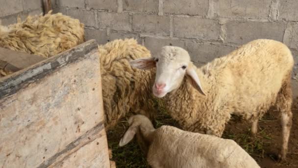 Geleneksel Olarak Basit Kafeslerde Tutulan Keçilerin Kürkleri Sarımsı Beyazdır Kırsal — Stok video