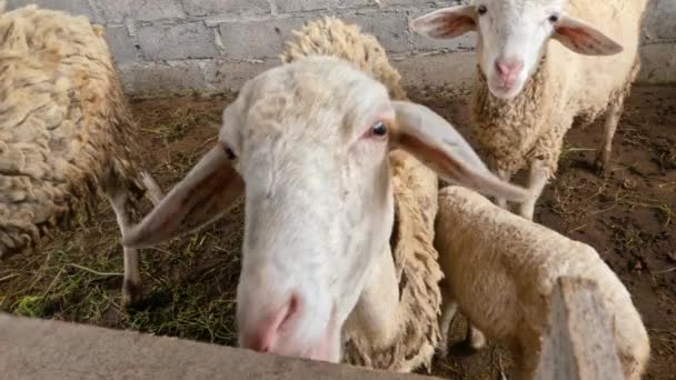 伝統的にシンプルなケージに保存されているヤギ 彼らの毛皮は黄色がかった白 農村部の人口の生活 — ストック動画