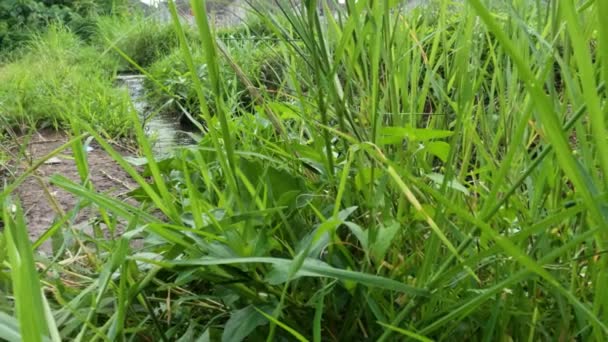Wild Grass Grows Yard Agricultural Area Fresh Green Becoming Complement — Vídeo de stock
