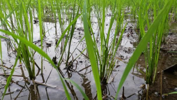 Cultivation Small Rice Plants Stems Still Small Green Leaves Green — Video Stock