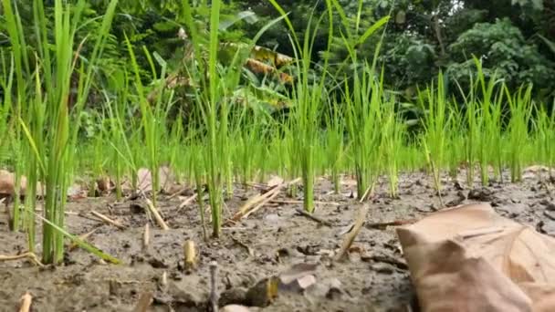 Cultivation Small Rice Plants Stems Still Small Green Leaves Green — Video Stock