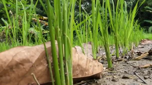 Cultivation Small Rice Plants Stems Still Small Green Leaves Green — Video Stock