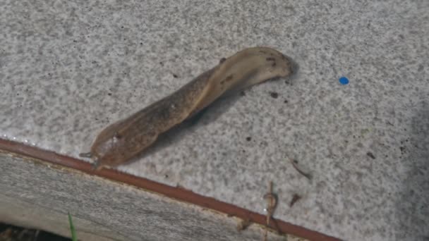 Slug Beasts Walking Crawling Floor Looking Way Find Food Bodies — Video