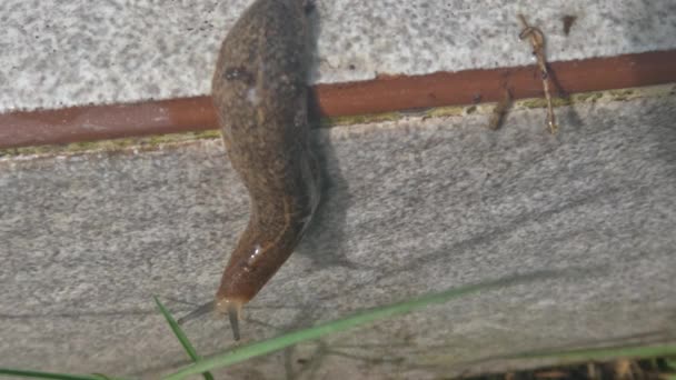 Slug Beesten Die Lopen Kruipen Vloer Zoek Naar Een Manier — Stockvideo