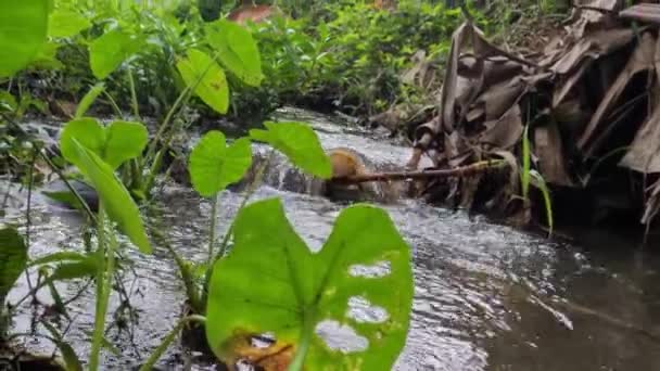 Taro Plant Which Has Green Love Shaped Leaves Grows Edge — Video