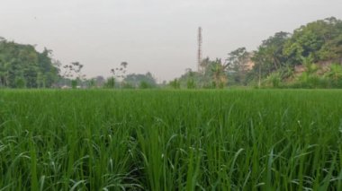 Taze yeşil yapraklı genç pirinç bitkileri, sabahları soğuk havayla ama güneş parlıyor, kırsal kesimdeki pirinç tarlalarının durumu...