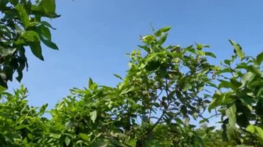 Genç elma gülü sarımsı yeşildir, Madu Deli adında bir tipi vardır, tropiklerde bir meyve bitkisi.