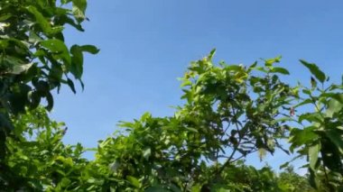 Genç elma gülü sarımsı yeşildir, Madu Deli adında bir tipi vardır, tropiklerde bir meyve bitkisi.