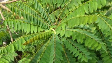 Rüzgarda sallanan yeşil bilimbi meyve ağacı yaprakları, gün boyunca gökyüzü arka planı, tropiklerde meyve bitkileri