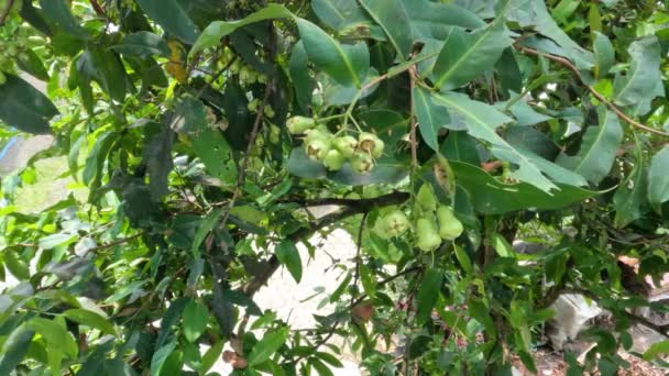 这只年轻的苹果玫瑰是黄绿色的 有一种叫Madu Deli的品种 是热带地区的一种果树 — 图库视频影像