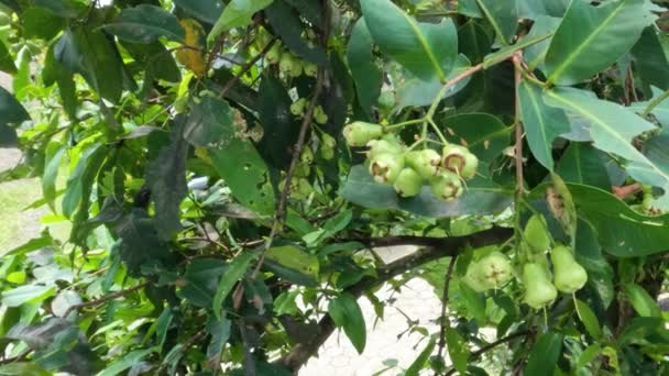 这只年轻的苹果玫瑰是黄绿色的 有一种叫Madu Deli的品种 是热带地区的一种果树 — 图库视频影像