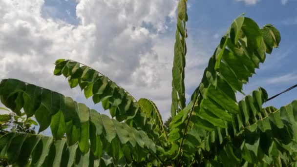 Gröna Bilimbi Fruktträd Blad Svajande Vinden Har Himmel Bakgrund Dagen — Stockvideo