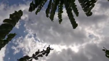 Rüzgarda sallanan yeşil bilimbi meyve ağacı yaprakları, gün boyunca gökyüzü arka planı, tropiklerde meyve bitkileri