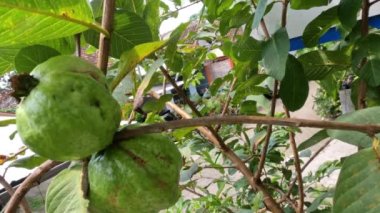 Guava meyve ağacının yaprakları yeşildir. Rüzgarda sallanır, gün boyunca gökyüzü arka planına sahiptir. Tropiklerde meyve bitkileri vardır.