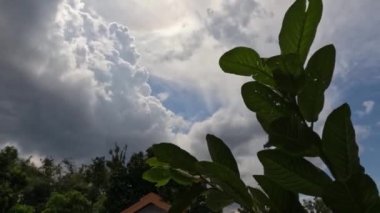 The leaves of the guava fruit tree are green that sway in the wind, have a sky background during the day, fruit plants in the tropics