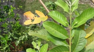 The leaves of the guava fruit tree are green that sway in the wind, have a sky background during the day, fruit plants in the tropics