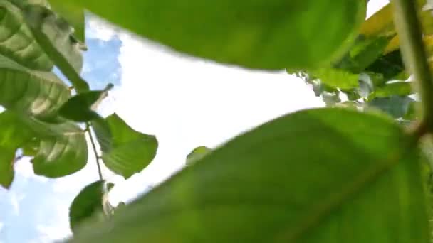 Gröna Bilimbi Fruktträd Blad Svajande Vinden Har Himmel Bakgrund Dagen — Stockvideo