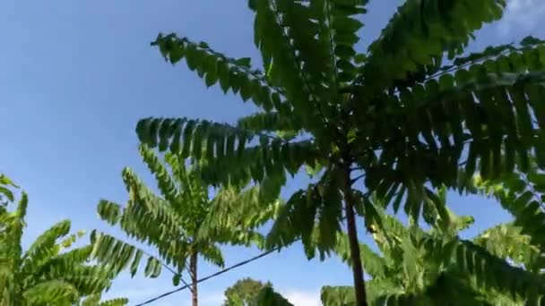 Πράσινα Φύλλα Bilimbi Οπωροφόρων Δέντρων Ταλαντεύονται Στον Άνεμο Έχει Φόντο — Αρχείο Βίντεο