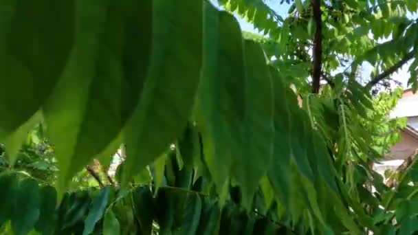 Gröna Bilimbi Fruktträd Blad Svajande Vinden Har Himmel Bakgrund Dagen — Stockvideo