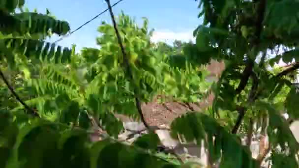 Groene Bilimbi Fruitboom Bladeren Zwaaiend Wind Heeft Een Hemel Achtergrond — Stockvideo