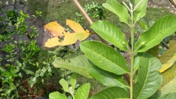 Leaves Guava Fruit Tree Green Sway Wind Have Sky Background — Video