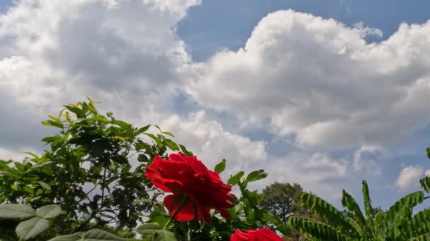 在明亮的晨曦中 在树叶和晴朗的天空的映衬下 热带炎热的天气里 绽放着一朵红玫瑰 — 图库视频影像