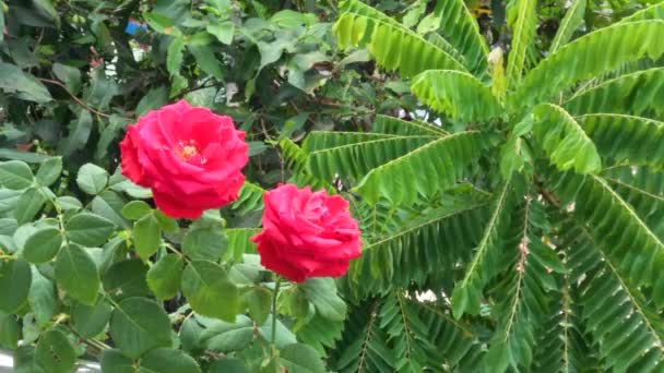 在明亮的晨曦中 在树叶和晴朗的天空的映衬下 热带炎热的天气里 绽放着一朵红玫瑰 — 图库视频影像