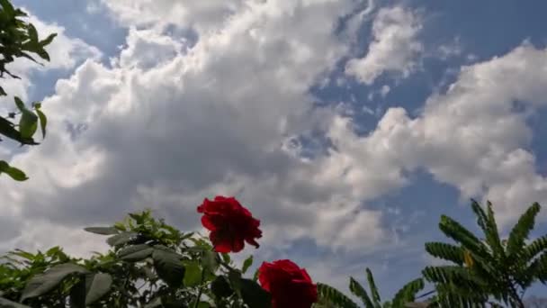 Червона Квітка Троянди Яскравому Ранковому Сонці Тлі Листя Чистого Неба — стокове відео