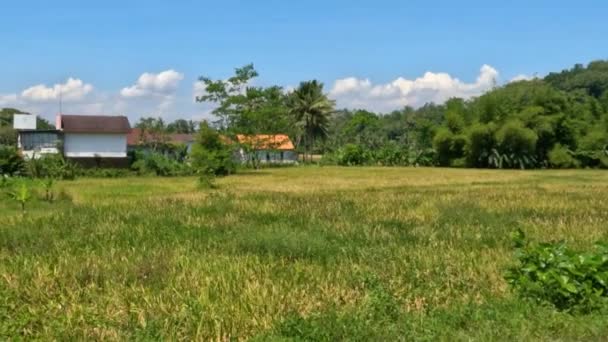 緑と黄色の葉を持つ植物 明るい青空の背景 農村環境を持つフィールド — ストック動画