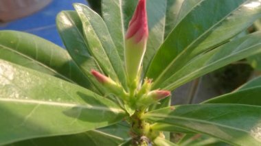 Adenium plant shoots containing pink flower buds surrounded by green leaves, a plant whose habitat is desert, grows in a pot