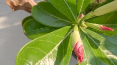 Yeşil yapraklarla çevrili pembe çiçek tomurcukları içeren adyum filizleri, doğal yaşam alanı çöl olan bir bitki, bir tencerede yetişir.