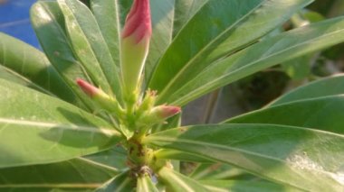 Yeşil yapraklarla çevrili pembe çiçek tomurcukları içeren adyum filizleri, doğal yaşam alanı çöl olan bir bitki, bir tencerede yetişir.