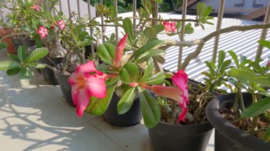 Rows of pink flowering adenium flowers planted in pots, as a decoration for the terrace of the house, their natural habitat in the desert