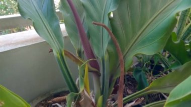 Bir tencerede yetişen anthurium bitkisi mor çiçeklerin yeteneğini gösteriyor, yapraklar dalgalı yeşil, sıklıkla aşk dalgası bitkisi olarak adlandırılır.