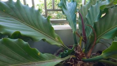 Bir tencerede yetişen anthurium bitkisi mor çiçeklerin yeteneğini gösteriyor, yapraklar dalgalı yeşil, sıklıkla aşk dalgası bitkisi olarak adlandırılır.