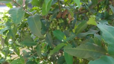 Meyve veren ama henüz yeterince yaşlı olmayan elma gülü bitkileri, meyvenin rengi beyazımsı yeşildir, bu türe sıklıkla Jambu Madu Deli denir.