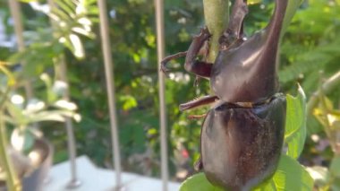 A horn beetle resting on a branch of a plant, this animal is brown and has horns, it is a pest of palm types