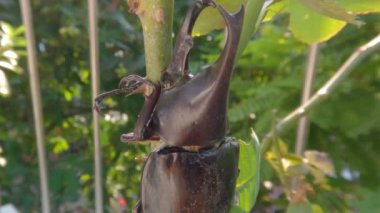 A horn beetle resting on a branch of a plant, this animal is brown and has horns, it is a pest of palm types