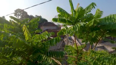 The tip of the twig of the bilimbi plant with dense green leaves, the leaves are small and thin and have a little hair, the fruit is used for vegetables, fresh vegetables, or cooking spices.