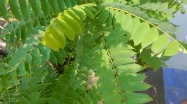 Bilibi bitkisinin yaprakları yoğun yeşil yapraklı dalının ucu, yapraklar küçük ve incedir ve biraz saçı vardır, meyve sebzeler, taze sebzeler veya pişirme baharatları için kullanılır..