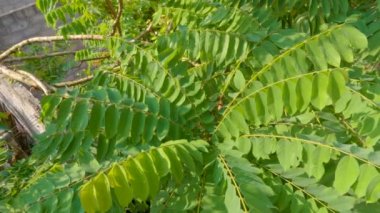 The tip of the twig of the bilimbi plant with dense green leaves, the leaves are small and thin and have a little hair, the fruit is used for vegetables, fresh vegetables, or cooking spices.