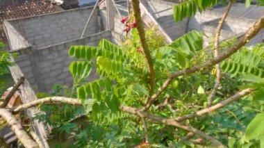 The tips of the branches of the bilimbi plant with dense green leaves, are starting to flower with red colour and are small in shape, the fruit is used for vegetables, fresh vegetables, or cooking spices.