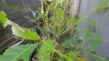 Tırtıl sürüleri ketepeng bitkisinin yapraklarını bitirdiler. Çizgili tırtıl, kozalara ve kelebeklere dönüşmeden önce yaprakları yemek için çok aç gözlü bir haşerat.