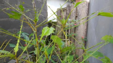 Tırtıl sürüleri ketepeng bitkisinin yapraklarını bitirdiler. Çizgili tırtıl, kozalara ve kelebeklere dönüşmeden önce yaprakları yemek için çok aç gözlü bir haşerat.