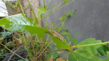 The caterpillar flocks have finished the leaves of the ketepeng plant, the striped caterpillar is a commodity crop pest, very greedy to eat the leaves before they become cocoons and butterflies