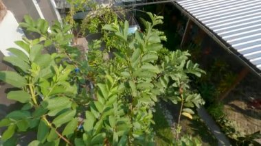 The tip of the Guava plant which consists of an arrangement of green leaves, sometimes flowers and fruit appear in the axils of the leaves, this species is of the guava crystal type.